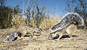 Cape ground squirrel (Xerus inauris) using tail as sunshade. Kgalagadi Transfrontier Park, Kalahari, South Africa
