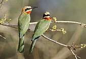 Whitefronted Bee-eater, Merops bullockoides, Kruger National Park, Mpumalanga, South Africa.