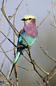 Lilac-breasted Roller (Coracias caudata), Kruger National Park, South Africa