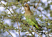 Brown-headed Parrot, Poicephalus cryptoxanthus, Kruger National Park, South Africa