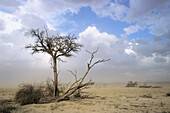 Kalahari Scene, Kgalagadi Transfrontier Park, storm sky and sandstorm. Kalahari, Northern Cape, South Africa