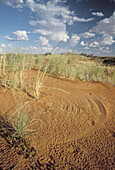 Kalahari Scene, Kgalagadi Transfrontier Park, wind blown grasses create patterns in sand. Kalahari, Northern Cape, South Africa