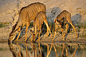 Greater Kudu (Tragelaphus strepsiceros). Mother and young. Kruger National Park, South Africa.