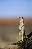 Meerkat or suricate (Suricata suricatta) on sentry duty. Kgalagadi Transfrontier Park, Kalahari. South Africa.