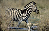Burchell s Zebra (Equus burchelli). Kruger National Park, South Africa.