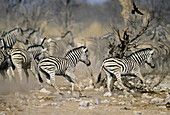 Burchell s Zebra (Equus burchelli) Etosha National Park, Namibia.