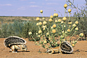 Ground Squirrel (Xerus inaurus). Kgalagadi Transfrontier Park, Kalahari. South Africa.