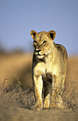 Lioness (Panthera leo) Kgalagadi Transfrontier Park, South Africa.