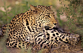 Leopard (Panthera pardus), Kgalagadi Transfrontier Park (formerly Kalahari-Gemsbok National Park), South Africa