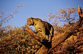 Leopard (Panthera pardus). Okonjima, Namibia