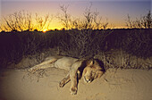Lion (Panthera leo), sleeping at sunset. Kgalagadi Transfrontier Park, South Africa