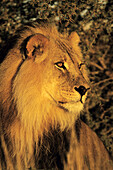 Lion (Panthera leo). Kgalagadi Transfrontier Park, South Africa