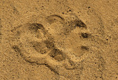 Lion (Panthera leo), paw print in sand. Kgalagadi Transfrontier Park. Kalahari, South Africa