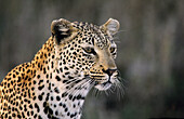 Leopard (Panthera pardus). Kruger National Park, South Africa