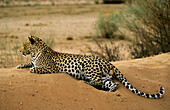 Leopard (Panthera pardus). Kgalagadi Transfrontier Park. Kalahari, South Africa