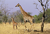 Giraffe (Giraffa camelopardalis). Mother and young. Kruger National Park, South Africa