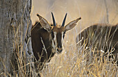 Sable calf (Hippotragus niger) Kruger National Park, South Africa