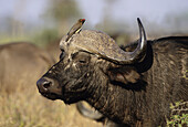 Cape Buffalo, Syncerus caffer, with Oxpecker, Kruger National Park, South Africa