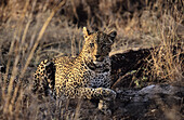 Leopard, Panthera pardus, Sabi Sabi, Greater Kruger National Park, South Africa