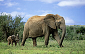 African Elephant. Loxodonta africana, Mother and baby, Addo National Park, South Africa