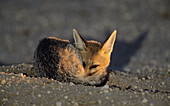 Cape Fox, Vulpes chama, Kgalagadi Transfrontier Park, Kalahari, South Africa