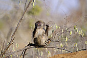 Chacma Baboon Baby, Papio ursinus, Kruger National Park, South Africa