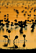 Lesser Flamingo, Phoenicopterus minor, Kimberley, Nortern Cape, South Africa