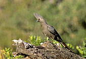 Grey Go-away-bird (Grey Lourie), Corythaixoides concolor, Kruger National Park, South Africa