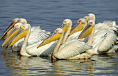 Great White Pelican (White Pelican), flock, Mkuze Game Reserve, Zululand, KwaZulu-Natal, South Africa