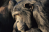 Chimpanzee, Pan troglodytes, Chimfunshi, Zambia