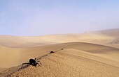 Fog-drinking beetle, Onymacris unguicalaris, water obtined from costal fog in desert, Namib Desert, Namibia
