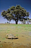 Marsh (Helmeted) Terrapin, Pelomedusa subrufa, Kgalagadi Transfrontier Park, Kalahari, South Africa