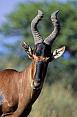 Red Hartebeest, Alcephalus buselaphus, Mountain Zebra National Park, South Africa.