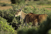 Eland, Taurotragus orxx, De Hoop Nature Reserve, western Cape, South Africa