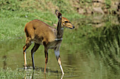 Bushbuck, Tragelaphus scriptus, female, KwaZulu-Natal, South Africa