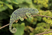 Flap-neck Chameleon, Chamaeleo dilepis, KwaZulu-Natal, South Africa