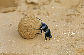 Flightless Dung Beetle, Circellium bacchus, Addo National Park, South Africa