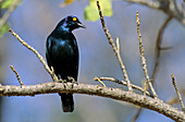 Cape Glossy Starling, Lamprotornis nitens, Kruger National Park, South Africa