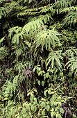 Madagascar Rainforest, Ferns in rainforest, Perinet Reserve, Magagascar