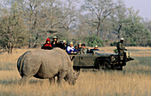 Tourists on Safari watching white rhino, Sabi Sabi Game Reserve, Kruger National Park, South Africa