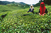 Tea plantations. Perak. Malaysia