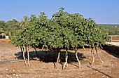 Typical fig tree. Formentera. Balearic Islands. Spain.