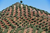 Olive trees. Sierra de Cazorla, Segura y Las Villas Natural Park. Jaén province. Spain