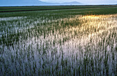Ricefields. Delta del Ebro Natural Park. Tarragona. Spain.