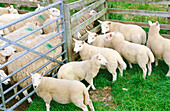 Flock of sheep, in farm. Highlands. Scotland