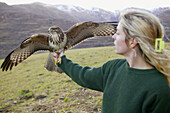 Setting free animals. Releasing a Common buzzard (Buteo buteo)