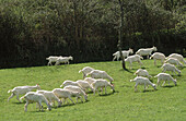 Sheep. Ambasmestas. León province. Castilla y Leon. Spain.