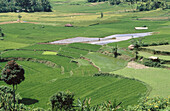 Rice. Harau valley. Minangkabau area. Sumatra. Indonesia.