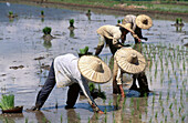 Rice field. Minangkabau area. Sumatra. Indonesia.