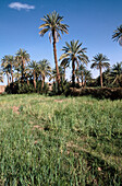 Oasis. M Hamid. Sahara. South Morocco.